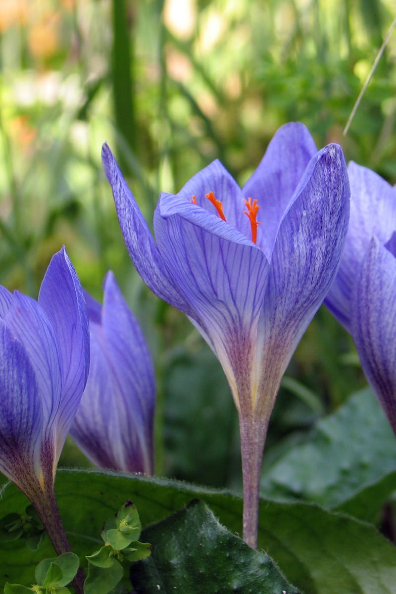 About Beautiful crocuses in full bloom outdoors, capturing the vibrancy of nature.