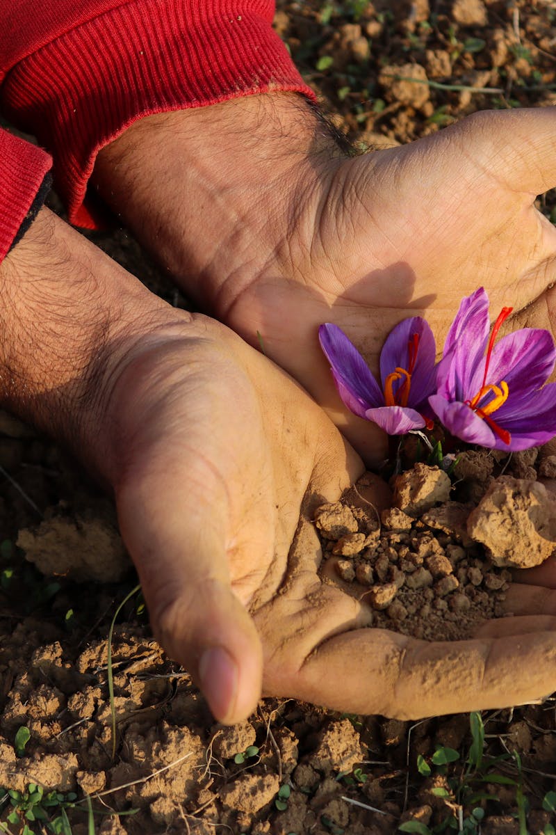 About Hands gently holding bright purple saffron flowers in a field in Pampore, showcasing the beauty of nature.