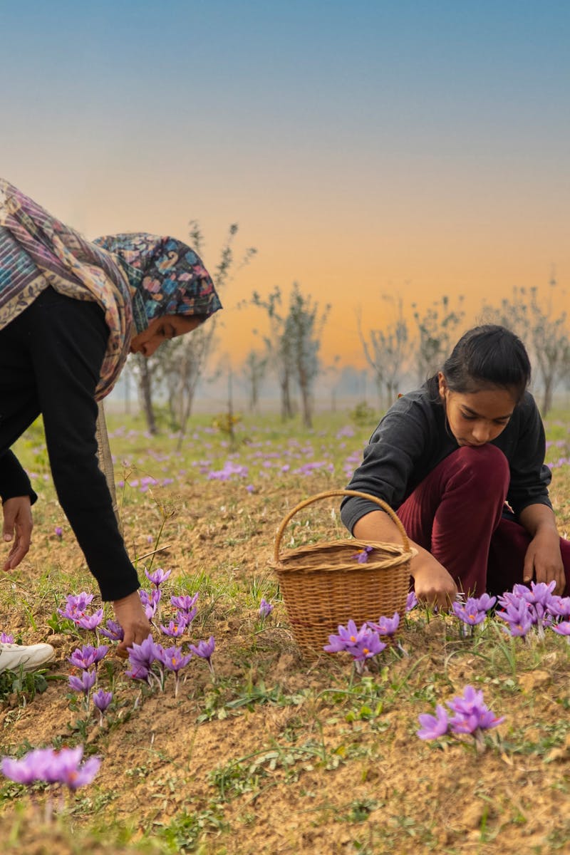 About A mother and daughter picking saffron flowers in a rural field at sunset.
